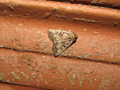Condicinae