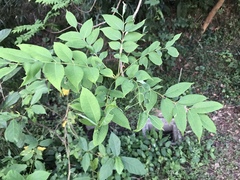 Toxicodendron succedaneum