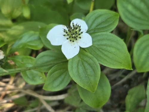 Cornus unalaschkensis, photograph 5