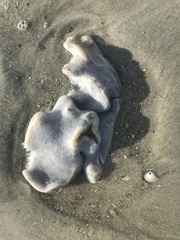 Aplidium stellatum