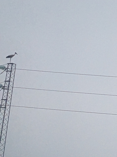 European White Stork