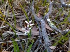 Wurmbea dioica