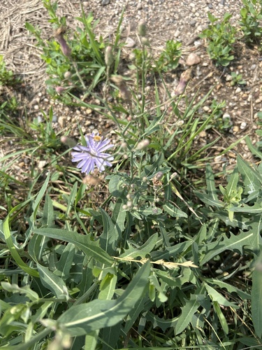 common blue lettuce