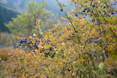 Berberis sphaerocarpa