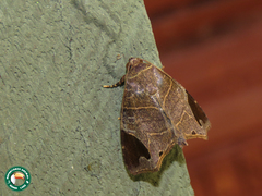 Closteromorpha