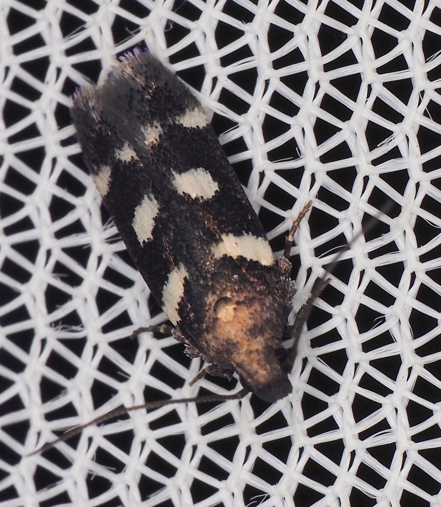 Filatima arizonella