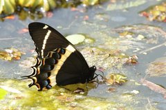 Papilio garamas garamas