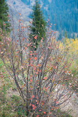 Cotoneaster melanocarpus