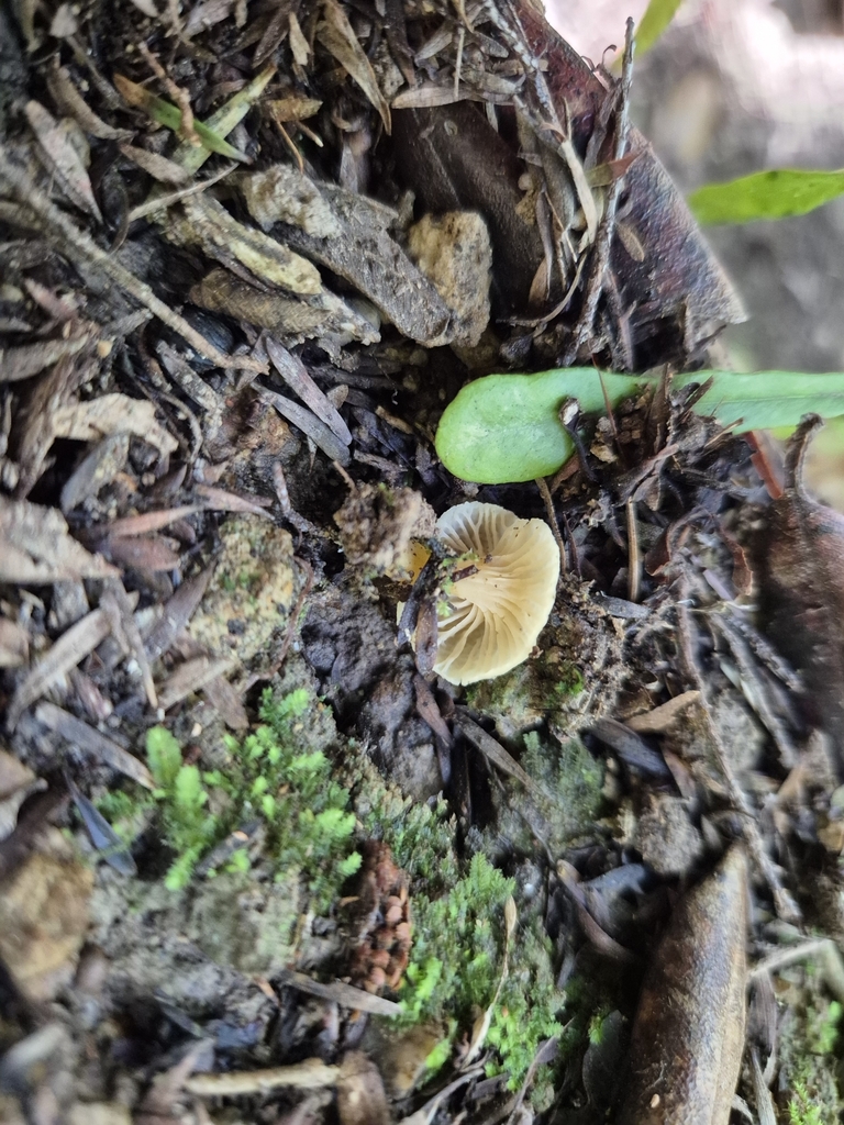 Cantharellus wellingtonensis · July 2025 · photo: © rempson (iNaturalist, cc-by)