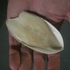 Sepia mestus