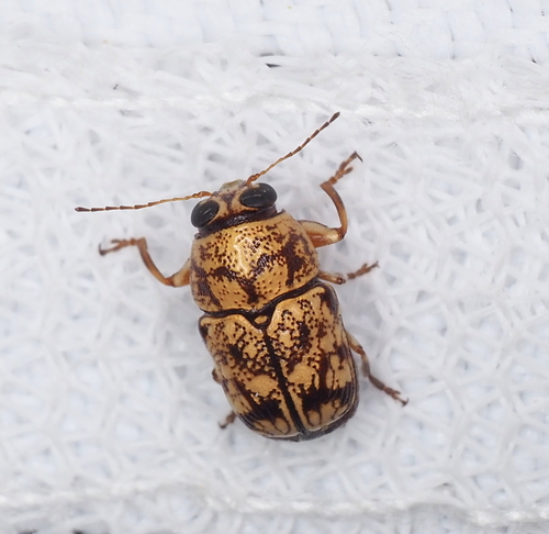 Pachybrachis chaoticus