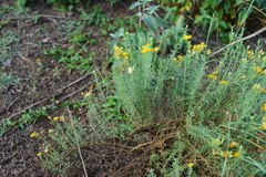 Isocoma hartwegii
