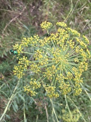 Notobubon laevigatum