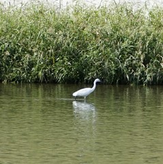 Egretta garzetta