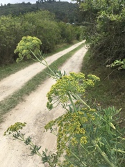 Notobubon laevigatum