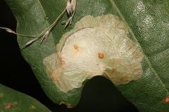 Tischeria ekebladella