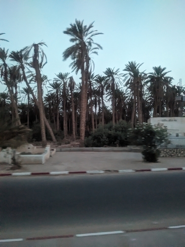 Date Palm