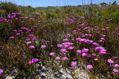 Lampranthus tenuifolius