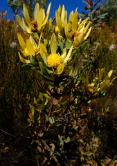 Leucadendron gydoense