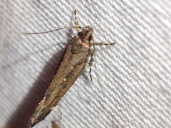 Macrobathra nephelomorpha