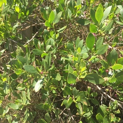 Myoporum boninense