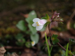 Mazus goodenifolius
