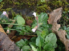 Mazus goodenifolius