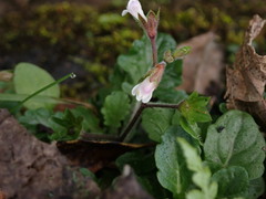 Mazus goodenifolius