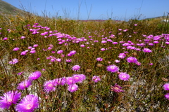 Lampranthus tenuifolius