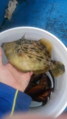 Stephanolepis cirrhifer