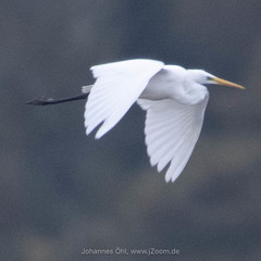 Ardea alba alba