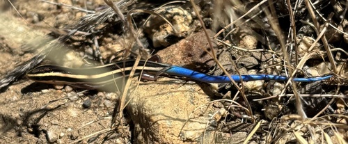 iNaturalist observation photo of Gilbert's Skink