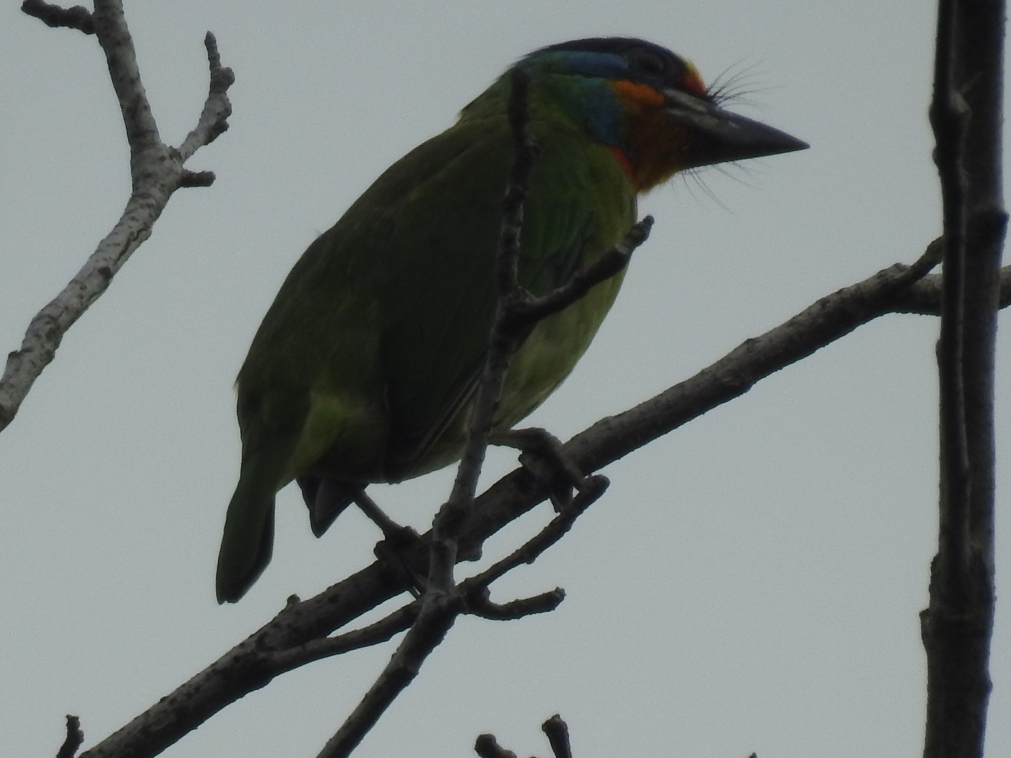 Taiwan Barbet