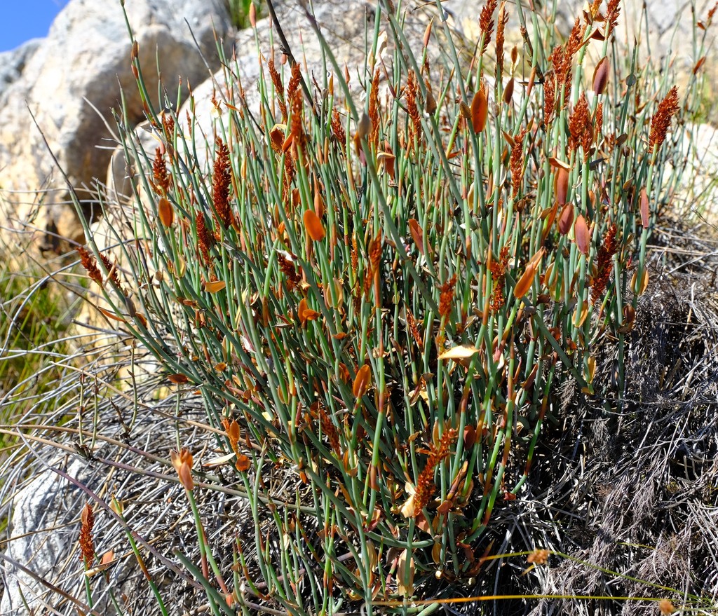 Elegia hutchinsonii