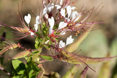 Polanisia dodecandra trachysperma