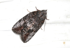 Etanna clopaea