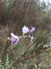 Ixia orientalis