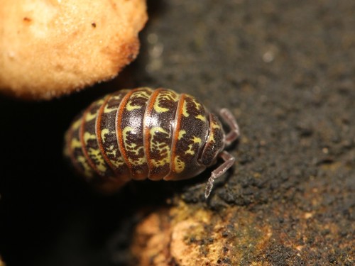 Beautiful Pill Woodlouse, Steglitz-Zehlendorf, Berlin, Germany, photo 7 of 10
