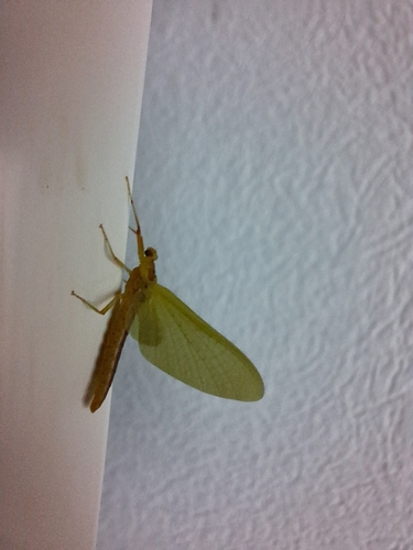Gelbe Eintagsfliege