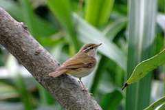 Phylloscopus tenellipes