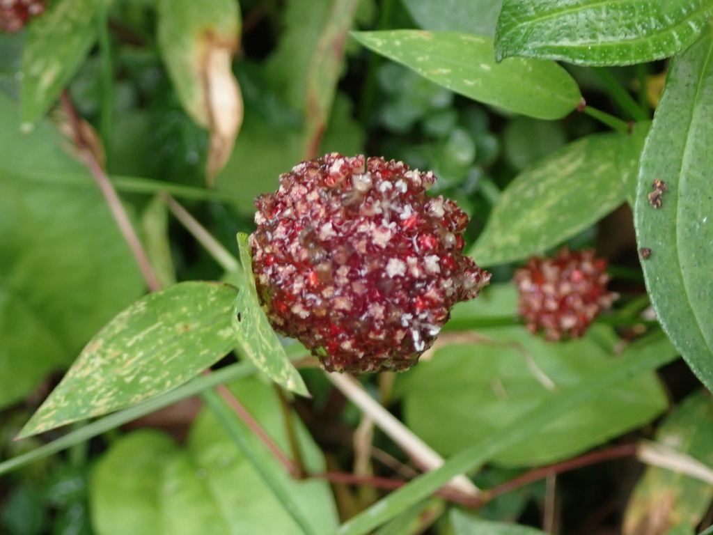 Lecanthus peduncularis (Lecanthus peduncularis)