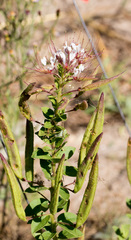 Polanisia dodecandra trachysperma