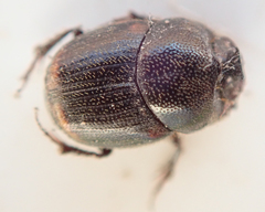Onthophagus quadrimaculatus