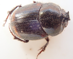 Onthophagus quadrimaculatus