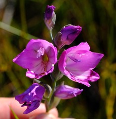 Gladiolus inflatus