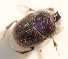 Onthophagus quadrimaculatus