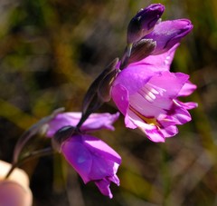 Gladiolus inflatus