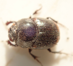 Onthophagus quadrimaculatus