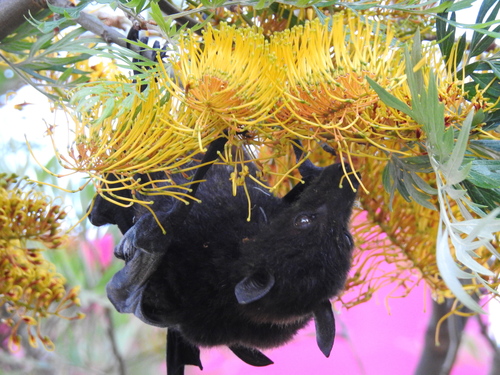 Black Flying Fox