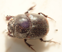 Onthophagus quadrimaculatus